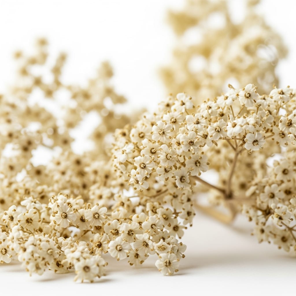 Elderflower 2