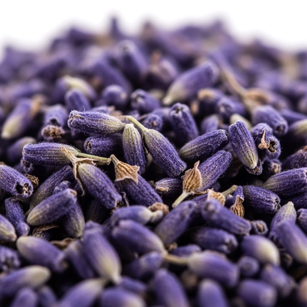 Culinary Lavender 2