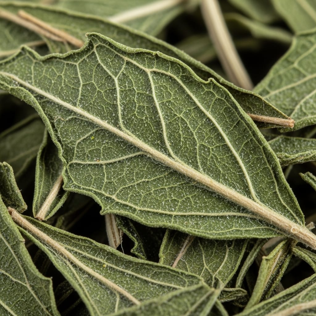 Summer Savory 2